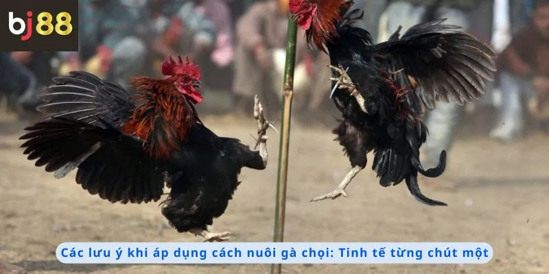 Cách Nuôi Gà Chọi 3 Các lưu ý khi áp dụng