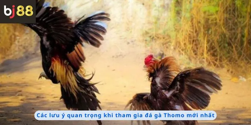 Các lưu ý khi tham gia