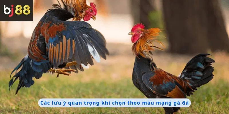 Màu Mạng Gà Đá 3 Các lưu ý quan trọng
