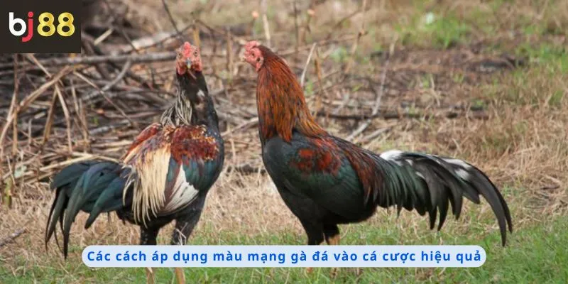 Màu Mạng Gà Đá 2 Các cách áp dụng hiệu quả