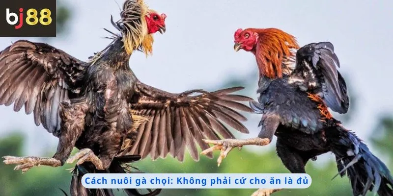 Cách Nuôi Gà Chọi 2 Cách nuôi gà chọi