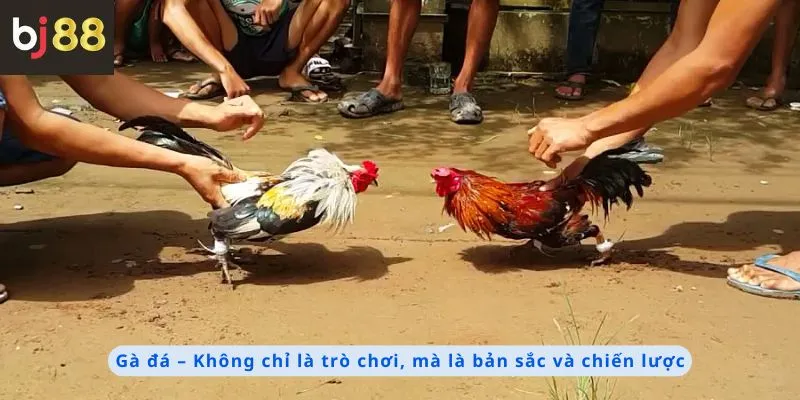 Mẹo Chọn Gà Đá 2 Gà đá là bản sắc và chiến lược