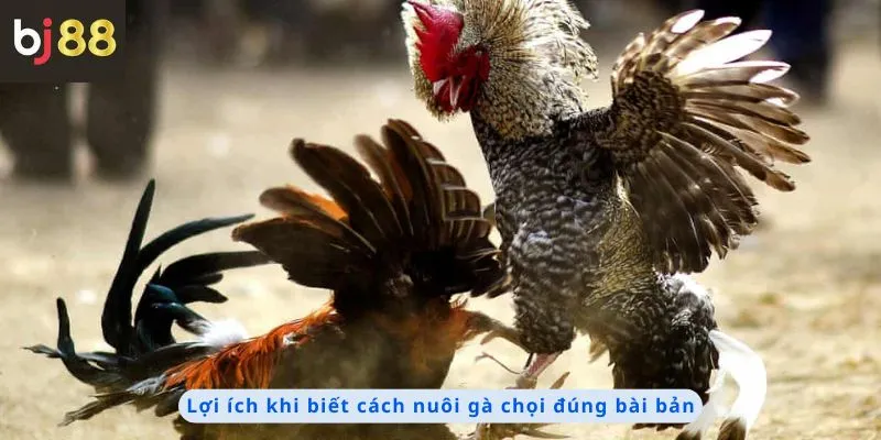 Cách Nuôi Gà Chọi 4 Lợi ích khi biết cách nuôi