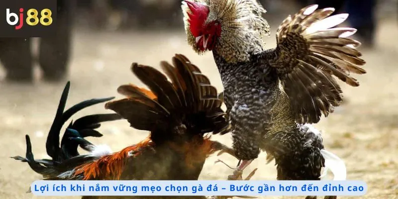 Mẹo Chọn Gà Đá 4 Lợi ích khi nắm vững mẹo