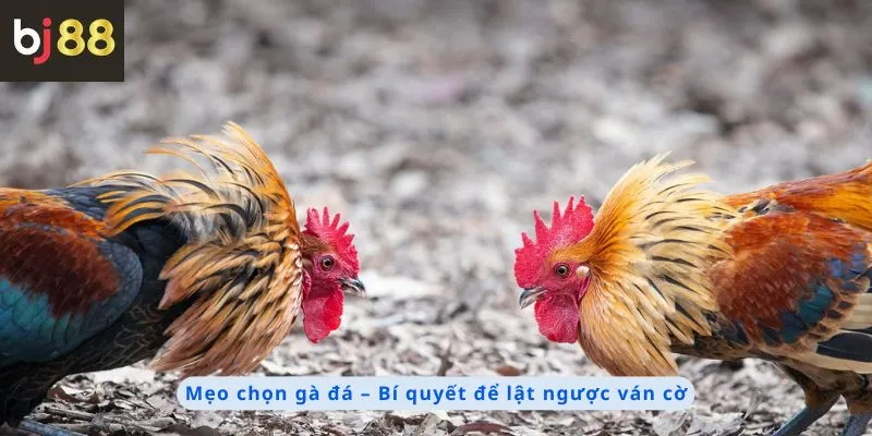 Mẹo Chọn Gà Đá 3 Mẹo chọn gà đá