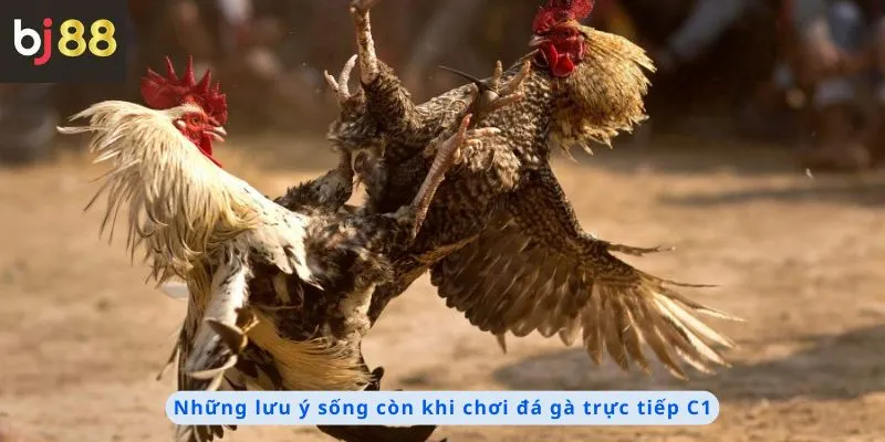 Đá Gà Trực Tiếp C1 4 Những lưu ý sống còn khi chơi