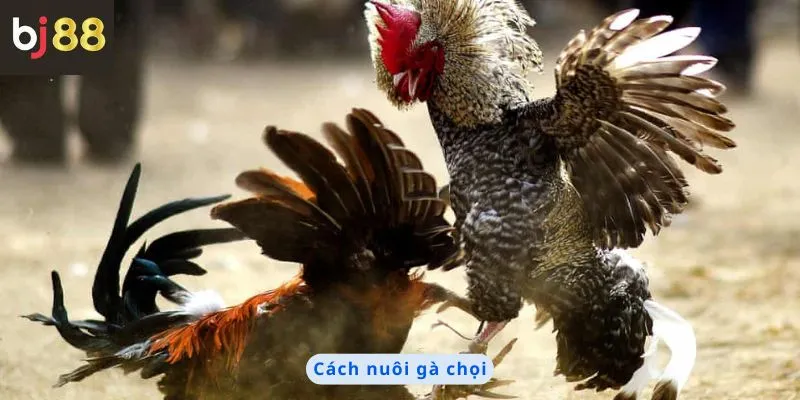 Cách nuôi gà chọi