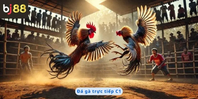 Đá Gà Trực Tiếp C1 1 đá gà trực tiếp C1