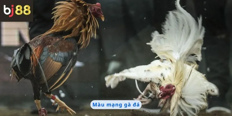 Màu mạng gà đá