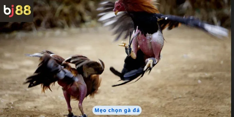 Mẹo chọn gà đá
